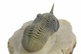 Morocconites Trilobite Fossil - Multi-Toned Shell Coloration #348369-5